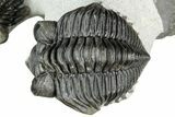 Two Coltraneia Trilobites With Hollardops - Ofaten, Morocco #311147-3